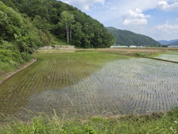 성주군 수륜면 수성리 전답 경매 물건 사진