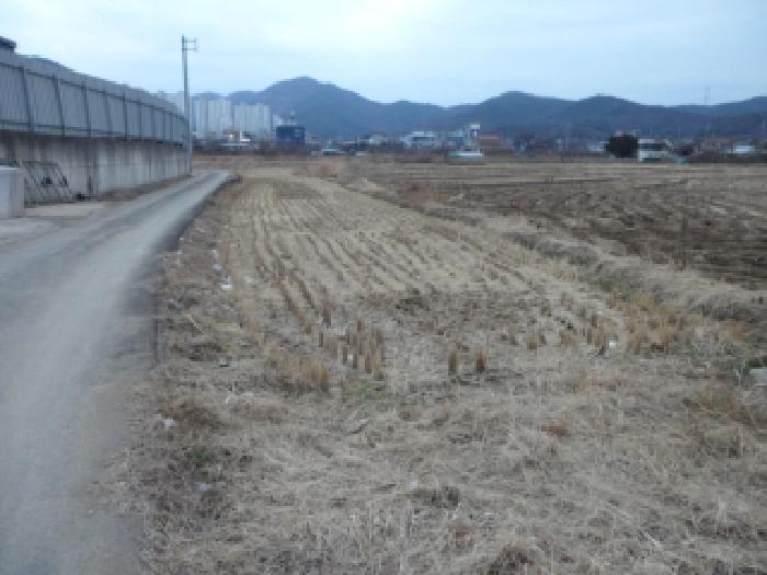 달성군 논공읍 금포리 답 경매 물건 사진