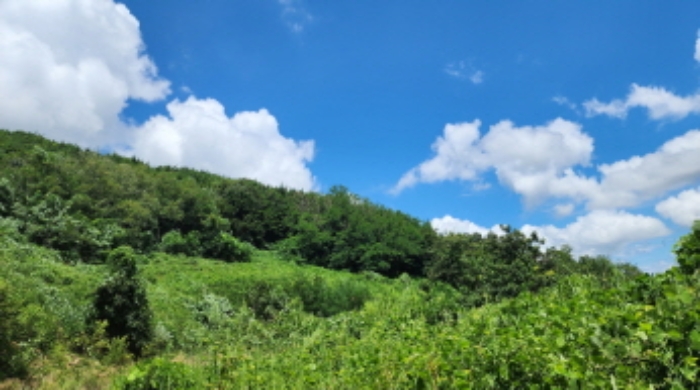 양산시 주남동 925-50 임야 경매 물건 사진