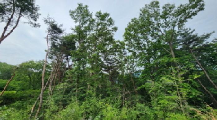 양산시 상북면 소석리 임야 경매 물건 사진