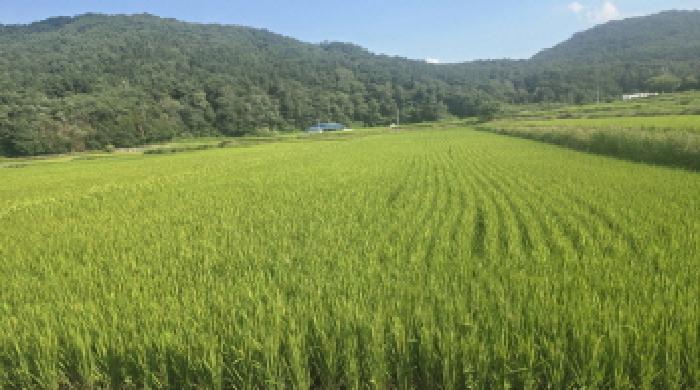 울주군 상북면 명촌리 전답 경매 물건 사진