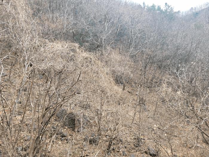 양산시 원동면 원리 임야 경매 물건 사진