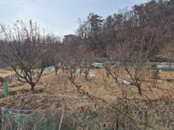 중구 약사동 306 과수원 경매 물건 사진