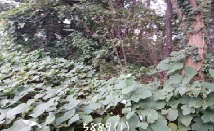 기장군 기장읍 청강리 임야 경매 물건 사진