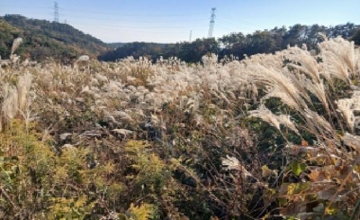 기장군 장안읍 반룡리 임야 경매 물건 사진