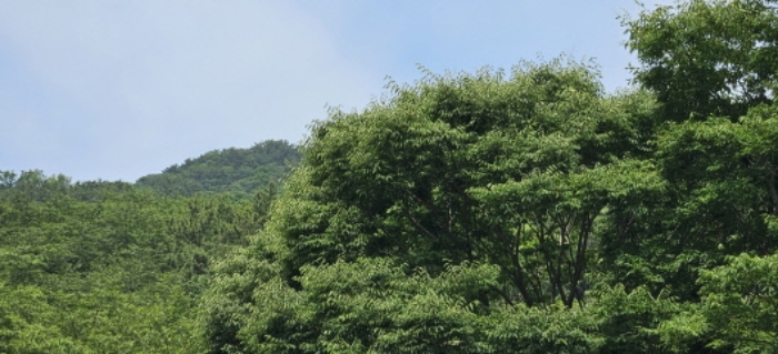 사상구 학장동 산158-1 임야 경매 물건 사진
