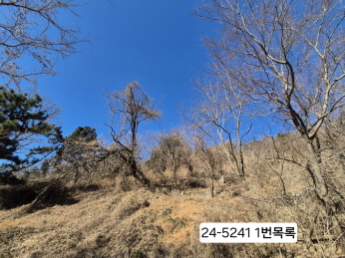 사하구 괴정동 산175 임야 경매 물건 사진