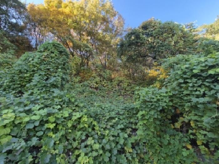 북구 만덕동 산166-40 임야 경매 물건 사진