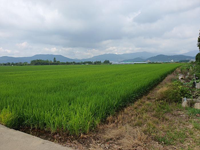 김해시 전하동 977-2 답 경매 물건 사진