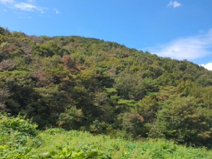 김해시 생림면 도요리 임야 경매 물건 사진