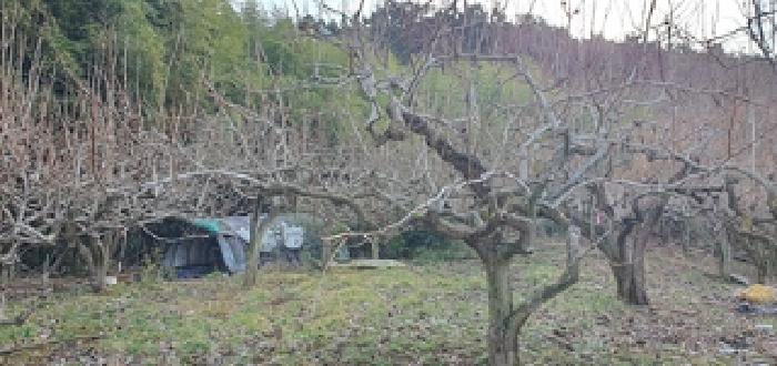 김해시 진영읍 좌곤리 과수원 경매 물건 사진