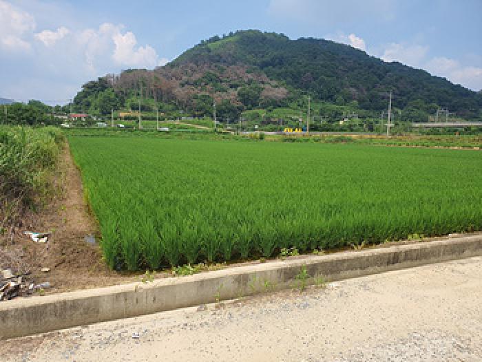 김해시 생림면 마사리 답 경매 물건 사진