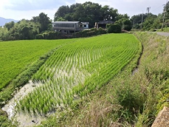 남해군 서면 남상리 답 경매 물건 사진
