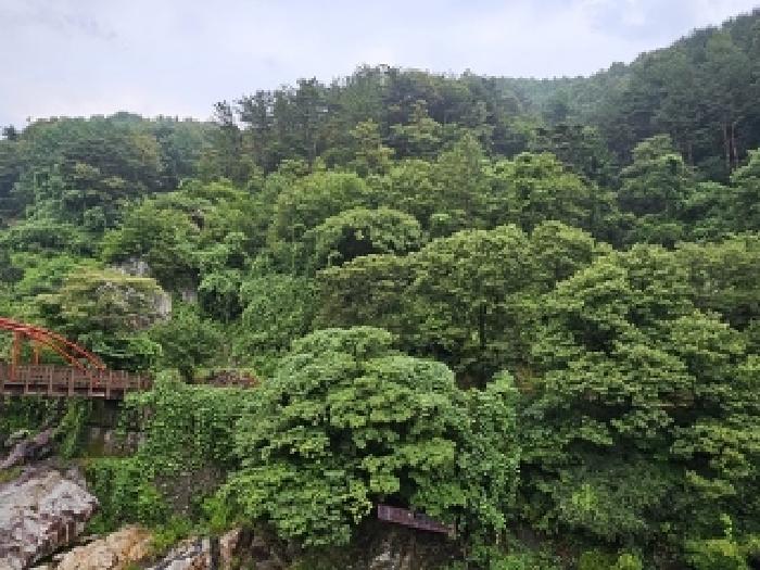 산청군 시천면 사리 임야 경매 물건 사진