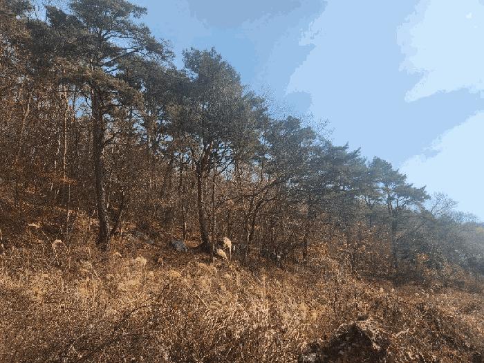 거제시 연초면 송정리 임야 경매 물건 사진