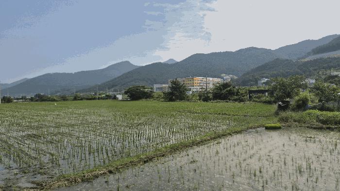 거제시 양정동 260-2 답 경매 물건 사진