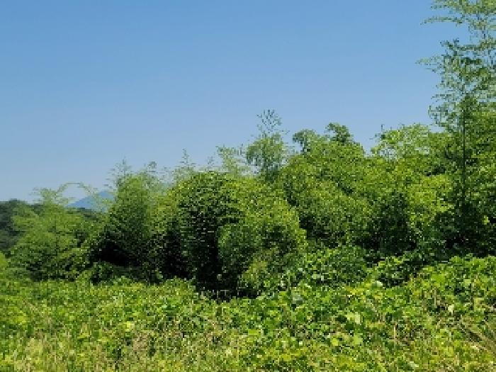 거제시 사등면 사등리 임야 경매 물건 사진