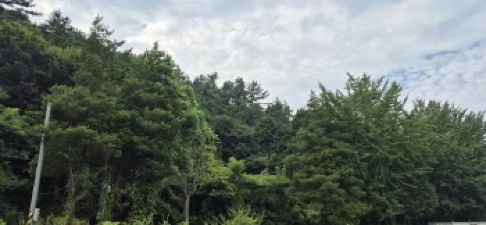 고성군 마암면 삼락리 임야 경매 물건 사진