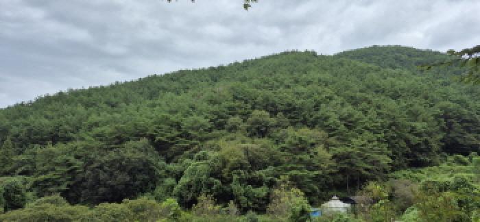 고성군 영현면 침점리 임야 경매 물건 사진