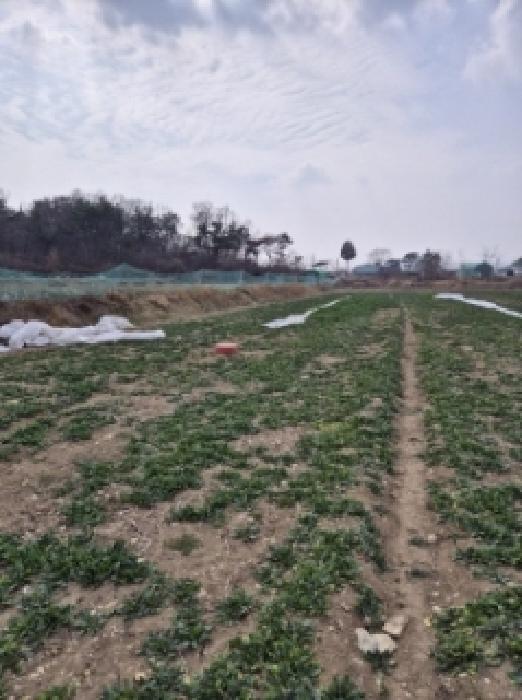 고성군 거류면 은월리 전답 경매 물건 사진