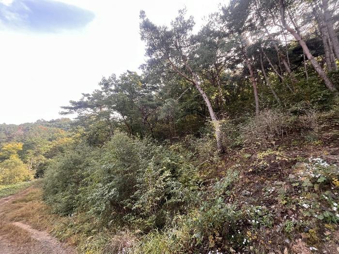 창녕군 남지읍 대곡리 임야 경매 물건 사진