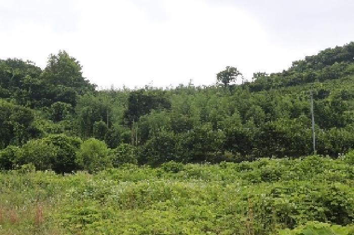 밀양시 삼랑진읍 검세리 전 경매 물건 사진