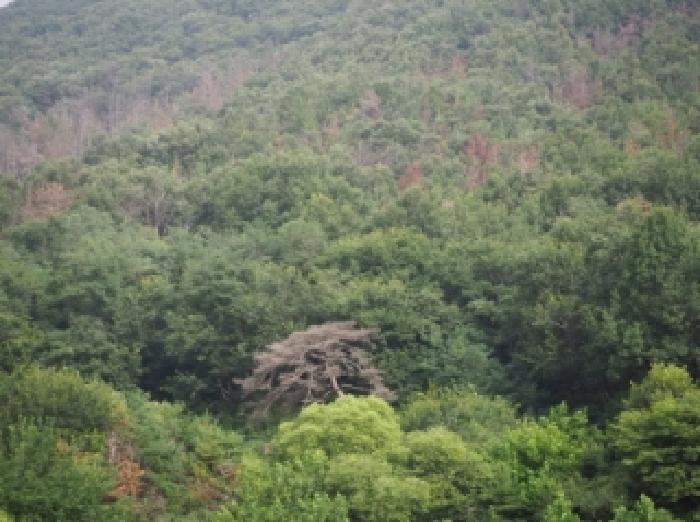 밀양시 상동면 안인리 임야 경매 물건 사진