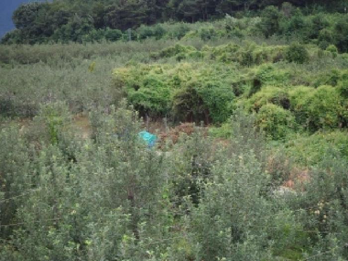 밀양시 산내면 봉의리 답 경매 물건 사진