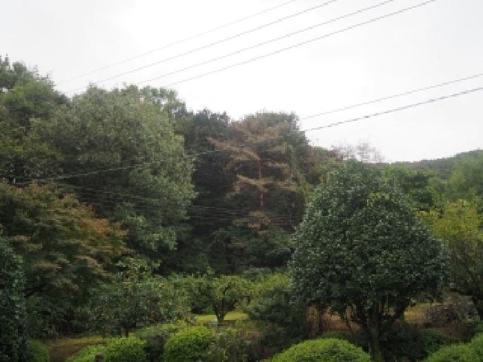 밀양시 초동면 덕산리 임야 경매 물건 사진