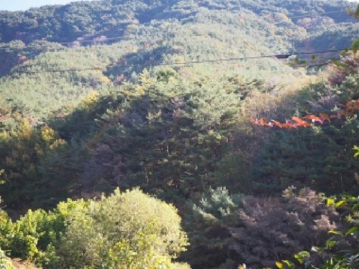 밀양시 상동면 도곡리 임야 경매 물건 사진