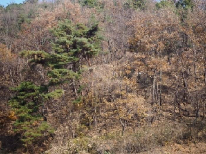 밀양시 초동면 신월리 임야 경매 물건 사진