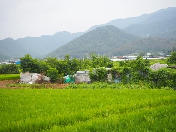 창녕군 고암면 억만리 답 경매 물건 사진