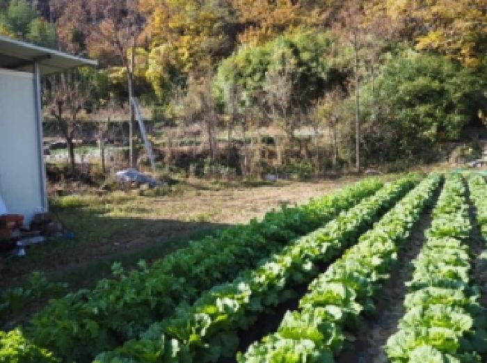 밀양시 산내면 원서리 전답 경매 물건 사진