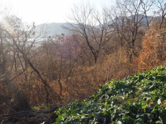 밀양시 상남면 마산리 임야 경매 물건 사진