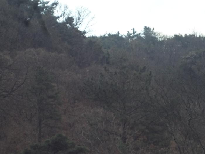 창녕군 도천면 어만리 임야 경매 물건 사진