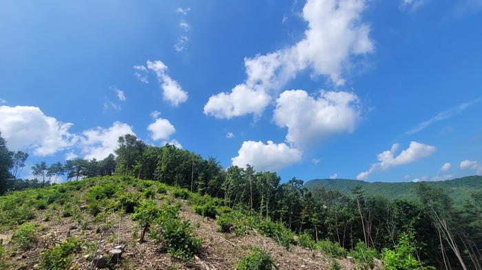 함안군 함안면 강명리 임야 경매 물건 사진