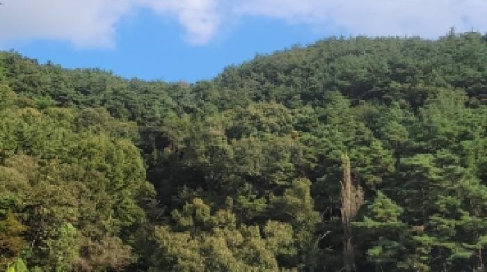 창원시 마산회원구 내서읍 임야 경매 물건 사진