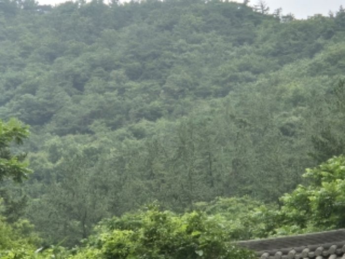 영광군 백수읍 길용리 임야 경매 물건 사진