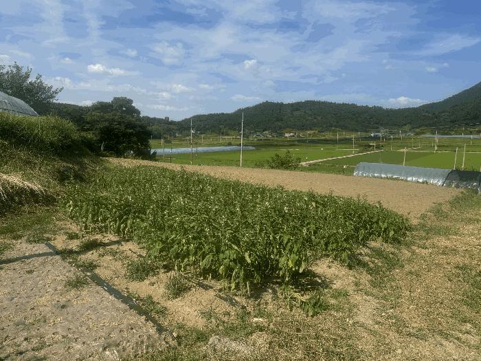 나주시 봉황면 운곡리 전 경매 물건 사진