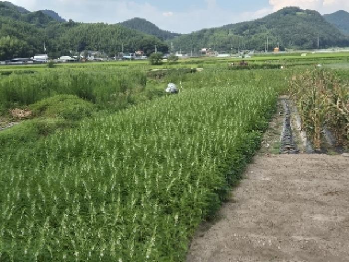 화순군 동복면 가수리 전 경매 물건 사진