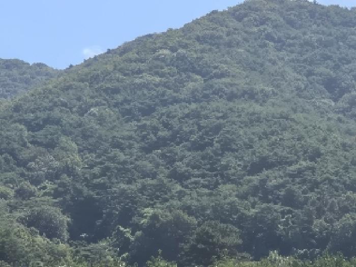 화순군 동면 옥호리 임야 경매 물건 사진