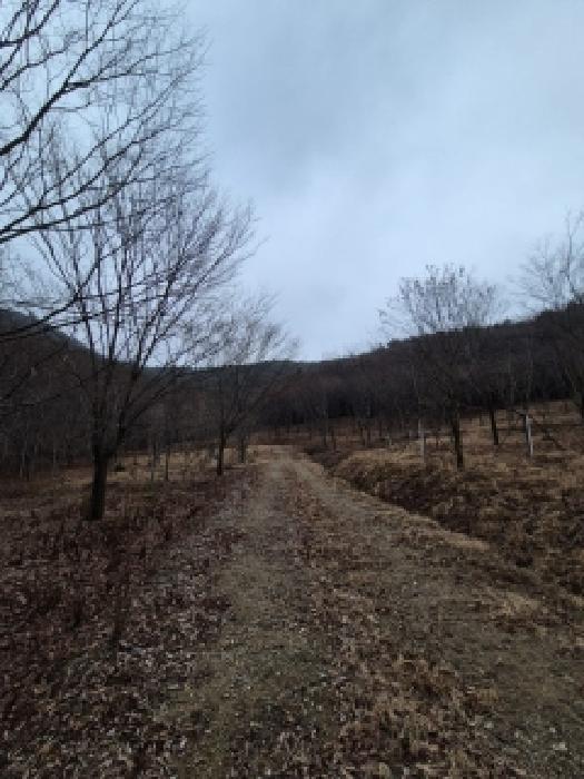 담양군 금성면 금성리 임야 경매 물건 사진