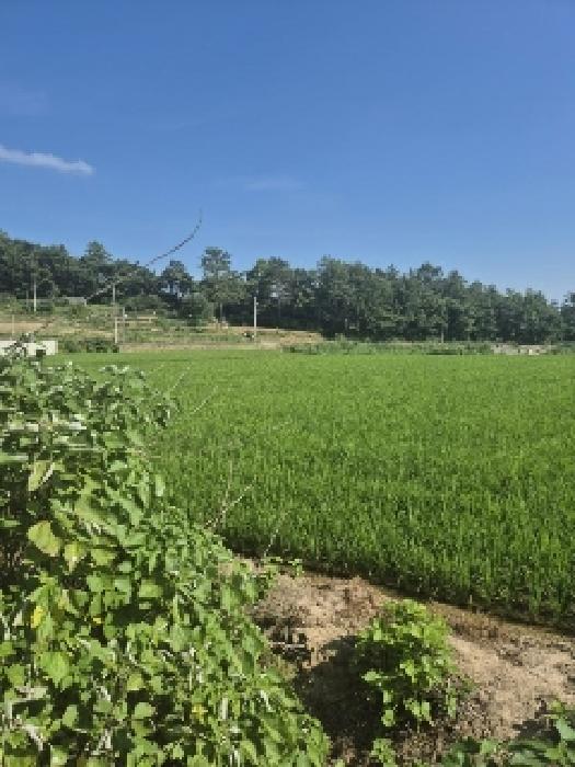 나주시 세지면 오봉리 답 경매 물건 사진