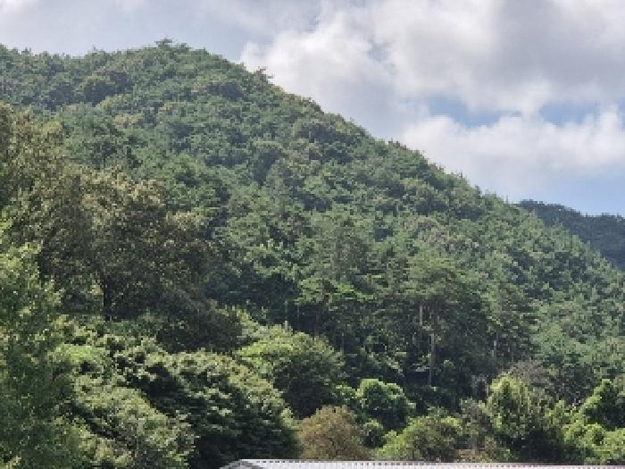 화순군 화순읍 앵남리 임야 경매 물건 사진