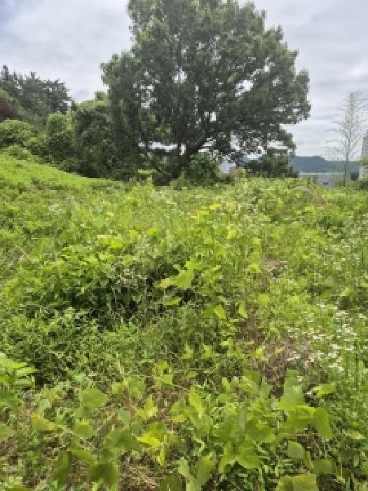 화순군 화순읍 벽라리 대지,임야,전답 경매 물건 사진