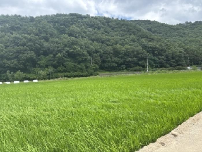 북구 망월동 144 대지,임야,전답 경매 물건 사진