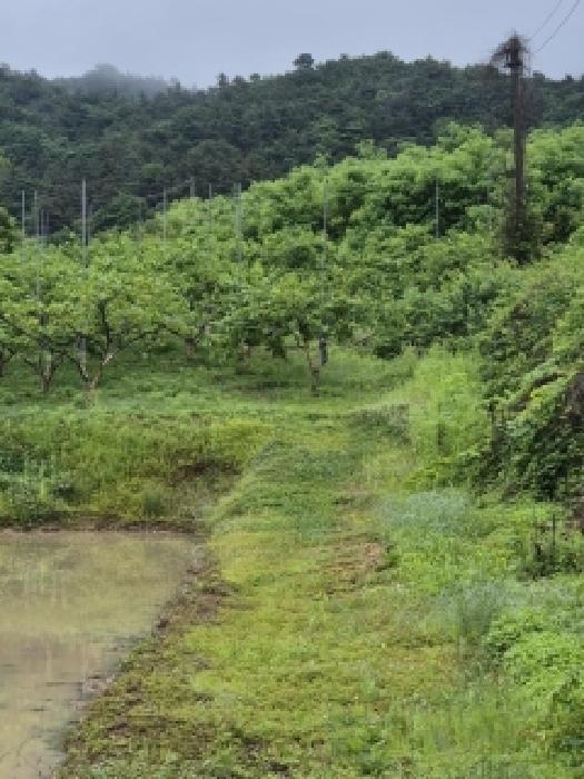 나주시 봉황면 송현리 단독주택 경매 물건 사진