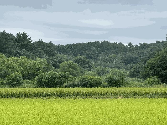 무안군 청계면 복룡리 답 경매 물건 사진