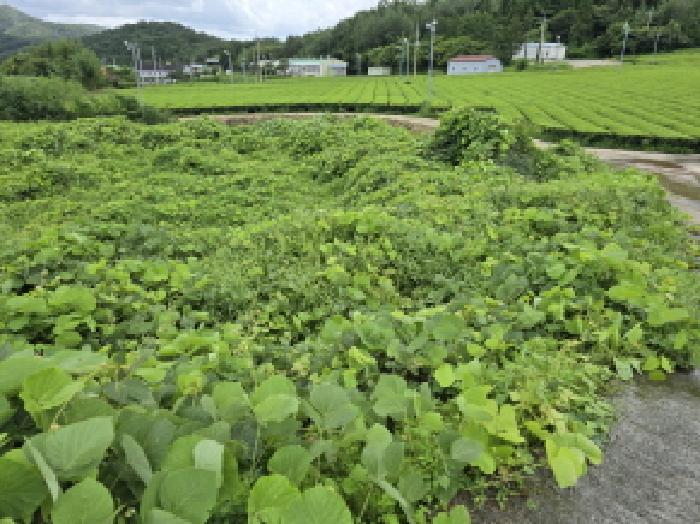 강진군 성전면 월남리 답 경매 물건 사진