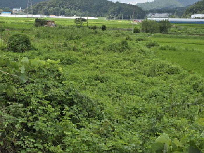 강진군 성전면 월평리 답 경매 물건 사진